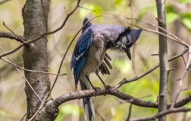 Blue Jay preening on a branch