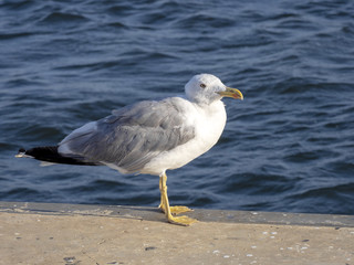 Great black-backed gull on Larus marinus coast, Sardinia, Italy