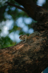 squirrel on a tree
