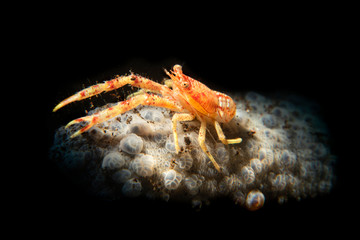 Orange squat lobster on a sponge