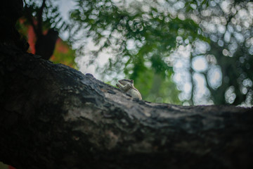 tree in the forest squirrel 
