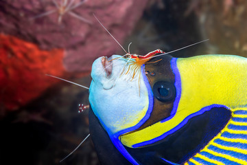 Emperor angelfish being cleaned by shrimp