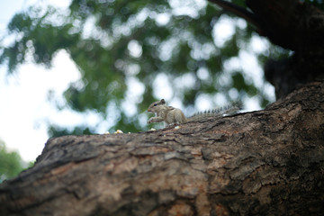 squirrel lizard on a tree Very funny 