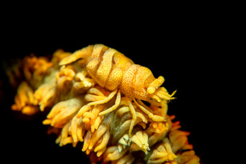 Yellow Xeno crab on yellow whip coral