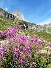 Fototapeta premium Pink flowers in the mountains - Monte Cervino - Matterhorn
