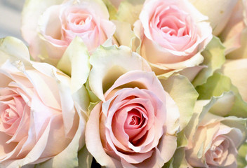 Pink and red roses in closeup