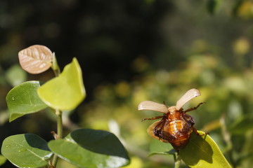 beetle preparing to fly
