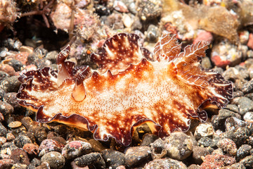 Discodoris flat tropical nudibranch