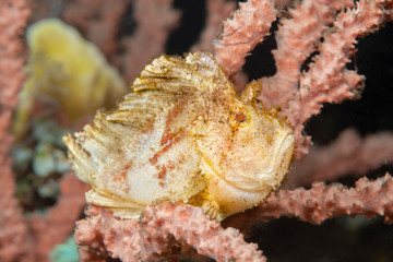 Leaf scorpionfish fish in Indonesia
