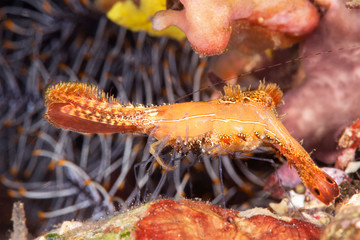 Donald Duck shrimp in Indonesia