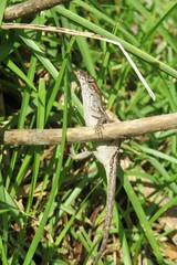 Tropical anole lizard on branch in Florida nature