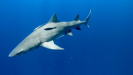 Fototapeta premium Cruisin'