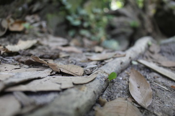  ants on the branch