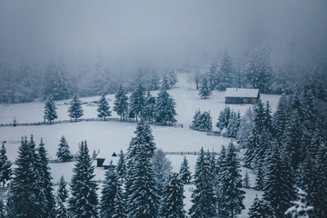 Obraz premium Winter postcard.