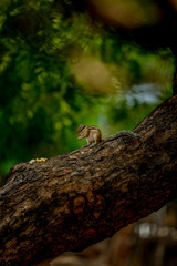 squirrel eating on a tree Very funny 