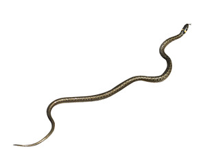 non-venomous snake on an isolated white background