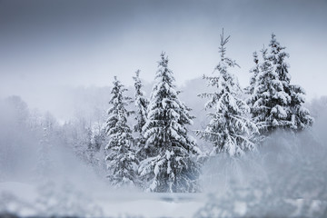 Naklejka premium Winter postcard.