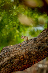 squirrel Very funny  lizard on a tree