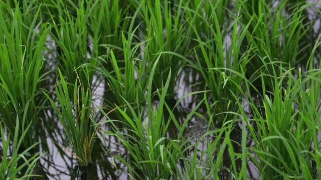 background view new green field healthy rice business. agriculture health farm control plant in spring. industry in thailand or vietnam. vegan asia grow vegetable cereal leaf, stem on fertilizer for