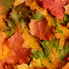 Autumn background with colored maple leaves. Creative season layout.