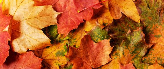 Naklejka na ściany i meble Autumn background with colored maple leaves. Creative season layout.