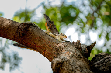 squirrel lizard on a tree Very funny 