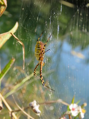 Banded Garden Spider