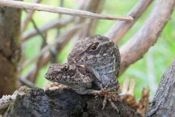 Mating anole lizards in Florida wild, closeup