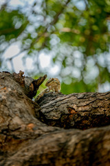 lizard on a tree