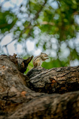 squirrel on a tree