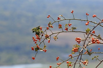 Wild rose fruit against the sky