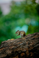 squirrel  on a tree   stand on tow legs 