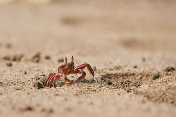 Ghost crab crawling in the sand coming out from a hole in Nuqui, Colombia