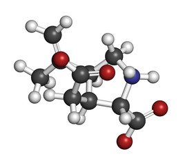 Kainic acid molecule. Direct agonist of the glutamic kainate receptors. 3D rendering. Atoms are represented as spheres with conventional color coding: hydrogen (white), carbon (grey), oxygen (red), et