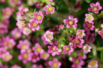 Fototapeta na wymiar Flowers of a Crassula schmidtii plant.