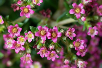 Flowers of a Crassula schmidtii plant.