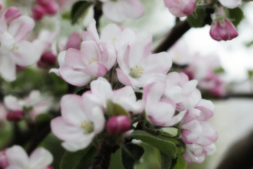 apple blossom