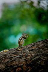 squirrel eating sweet corn  on a tree standing  with tow legs 