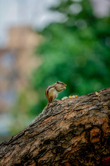 squirrel eating sweet corn on a tree   stand on to legs 