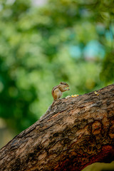 Indian  squirrel on a tree 