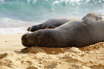 Hawaiian Monk Seals Sleeping on the Beach in Kauai