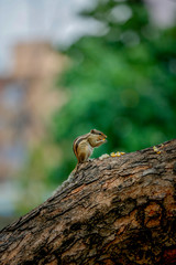 squirrel on a tree eating sweet corn 
