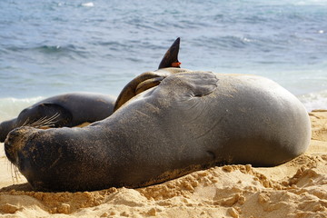 Fototapeta premium Hawaiian Monk Seals Sleeping on the Beach in Kauai