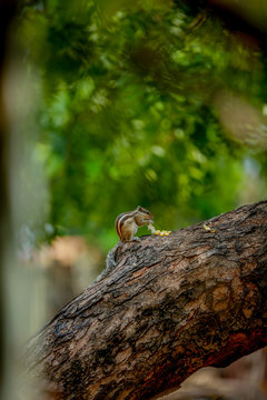 squirrel on a tree eating sweet corn  Pic BY sagar rahul