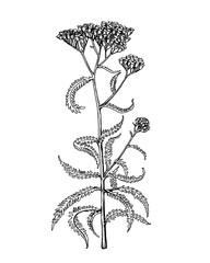 Branch with flowers of wild plant Achillea (also known as sweet yarrow, field hops, English mace or fernleaf yarrow). Black and white outline illustration hand drawn work isolated on white background. © arxichtu4ki