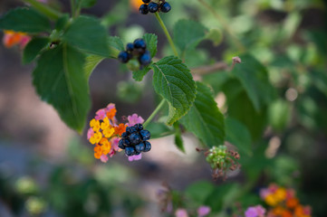 wild flower with berries