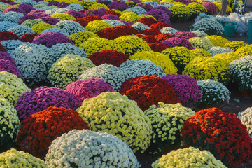 Fototapeta na wymiar kolorowe bukiety chryzantem, doniczki z kwiatami, barwne kule kwiatowe, dekoracja grobów na święto zmarłych