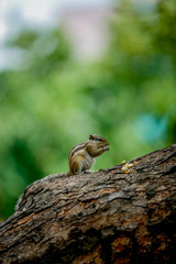 squirrel on a tree