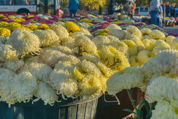 żółte bukiety chryzantem, doniczki z kwiatami, barne kule kwiatowe, dekoracja grobów na święto zmarłych © Jarek Witkowski