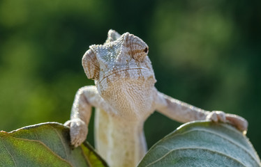 Front view Chameleon  F